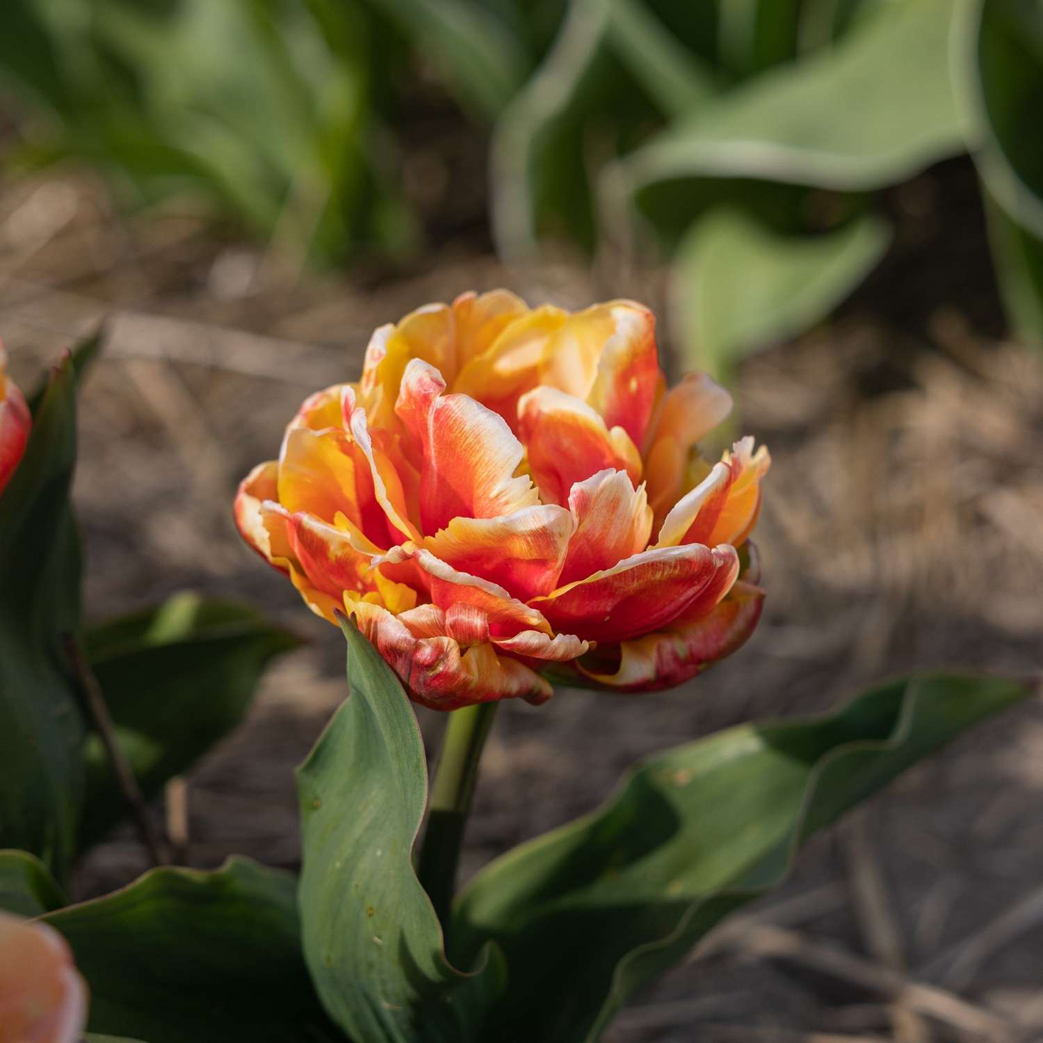 Tulppaani 'Gudoshnik'